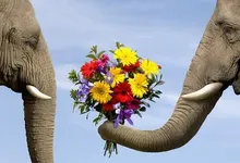 never forget elephants 1920x1080 wallpaper Art HD Wallpaper